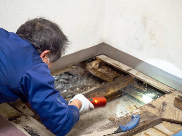 Emeryville, CA Mold Removal Company