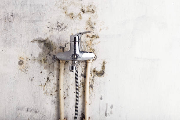 Best Same-Day Mold Removal  in Emeryville, CA