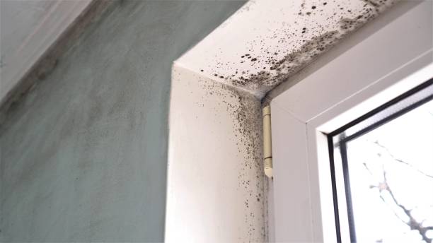 Best Certified Mold Removal  in Emeryville, CA