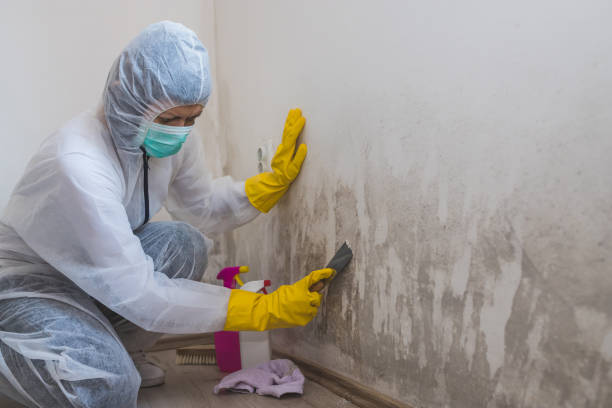 Best Same-Day Mold Removal  in Emeryville, CA