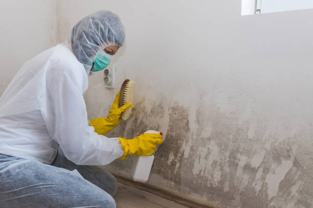 Best Mold Testing  in Emeryville, CA