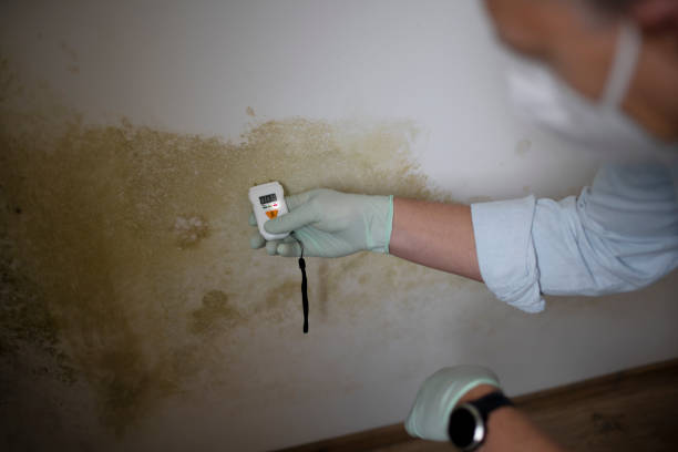 Best Best Mold Removal Companies  in Emeryville, CA