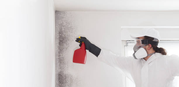 Best Mold Removal Company Near Me  in Emeryville, CA