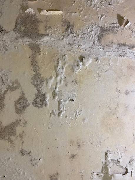 Best Crawl Space Mold Removal  in Emeryville, CA